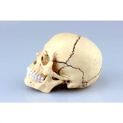 4D MASTER Skull Model