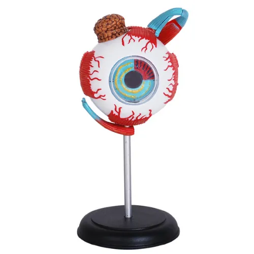 4D Human Eyeball Anatomy Model - inventors