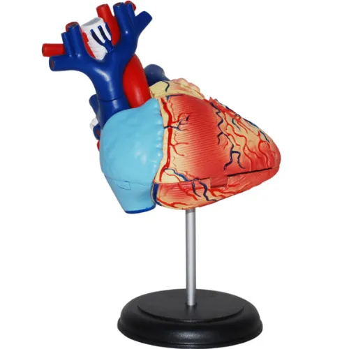 4D Human Heart Anatomy Model - inventors