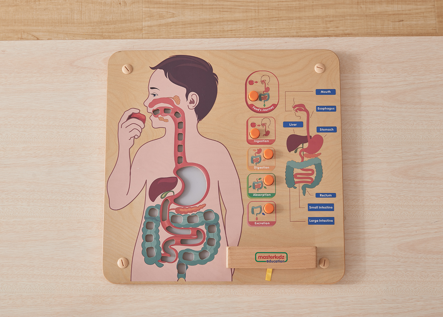 digestive system of human body